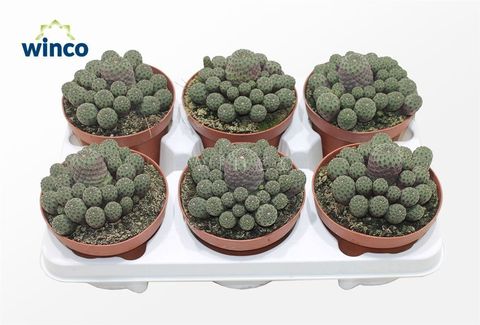 Sulcorebutia rauschii