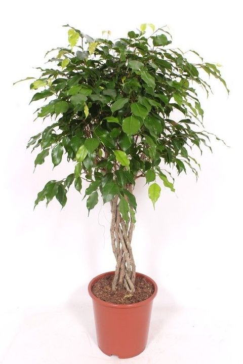 Ficus benjamina 'Exotica'
