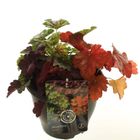 Heuchera MIX IN POT