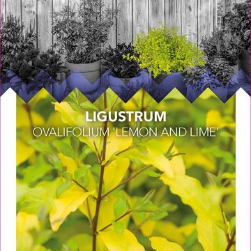 Ligustrum ovalifolium 'Lemon and Lime'