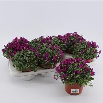 Aubrieta 'Royal Red'