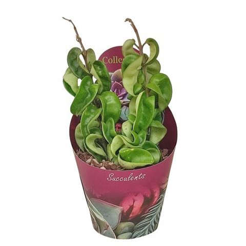 Hoya carnosa 'Compacta'