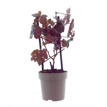 Vitis vinifera 'Purpurea'