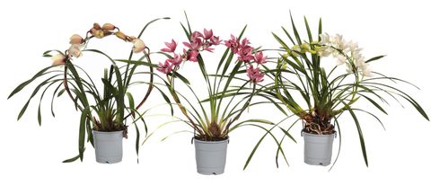 Cymbidium MIX