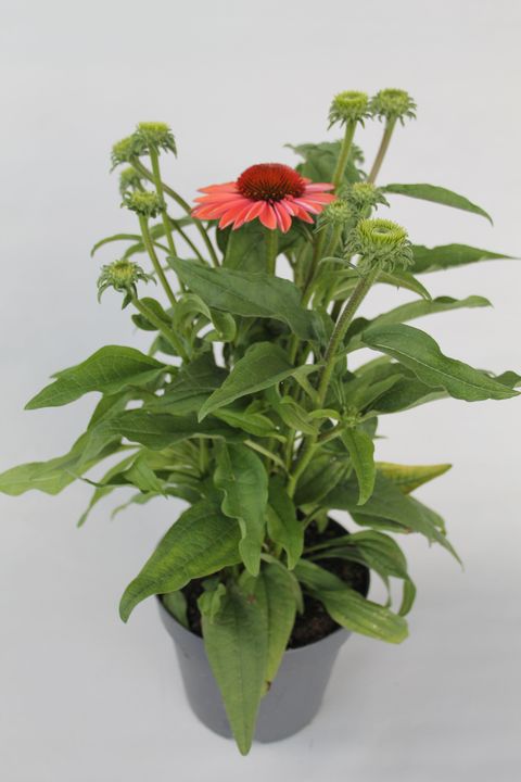 Echinacea purpurea MOOODZ SYMPATHY