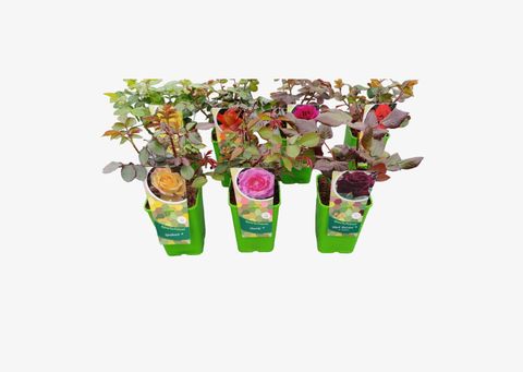 Роза HYBRID TEA PERFUMED MIX