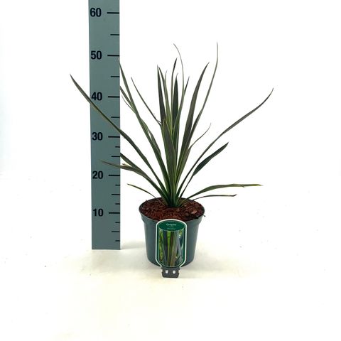 Cordyline australis 'Choc Mint'