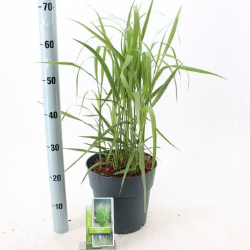 Panicum virgatum 'Stäfa'