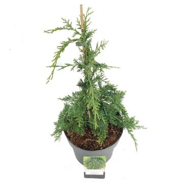 Chamaecyparis lawsoniana 'Pendula'
