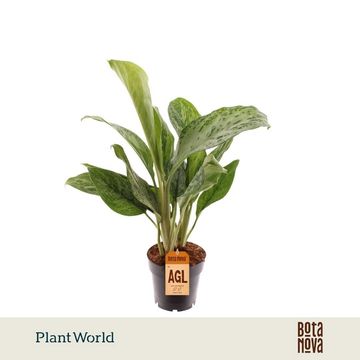 Aglaonema 'Greenlight'