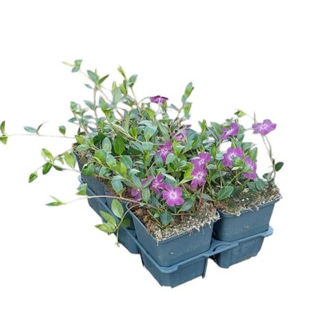 Vinca minor 'Atropurpurea'