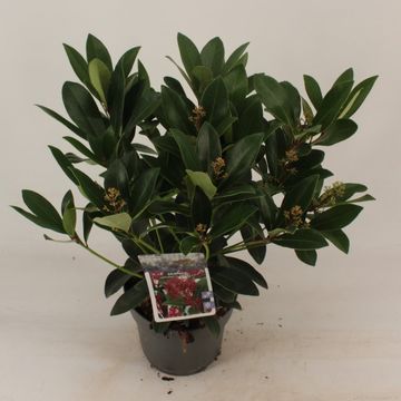 Skimmia japonica 'Rubella'