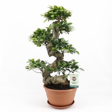 Ficus microcarpa 'Ginseng'