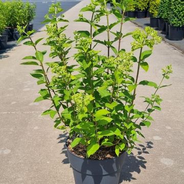 Hydrangea paniculata 'Limelight'
