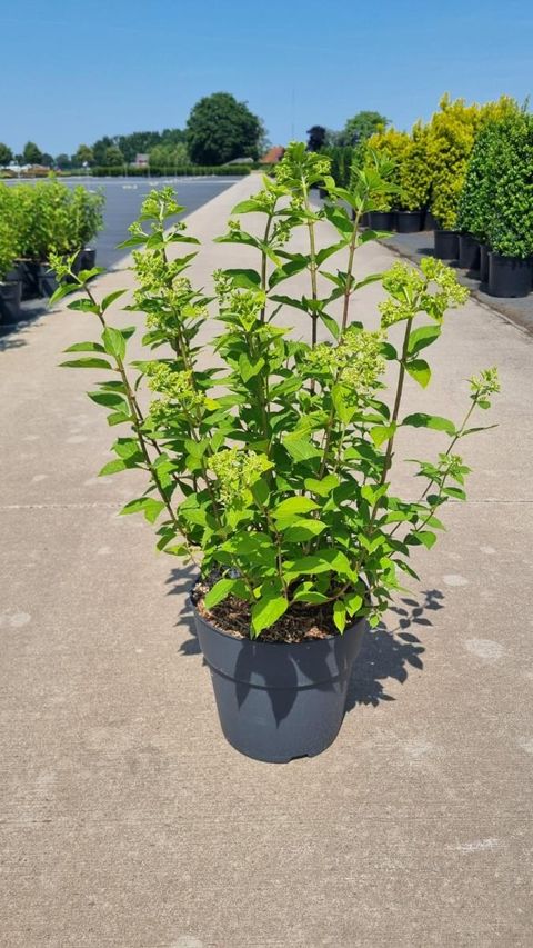 Hydrangea paniculata 'Limelight'
