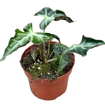 Alocasia 'Loco'