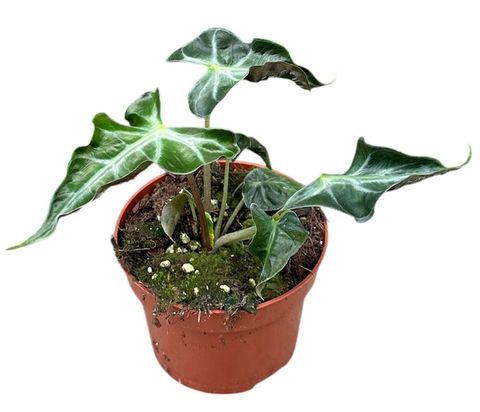 Alocasia 'Loco'