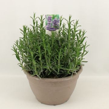 Lavandula angustifolia 'Dwarf Blue'