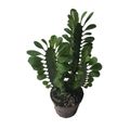 Euphorbia trigona