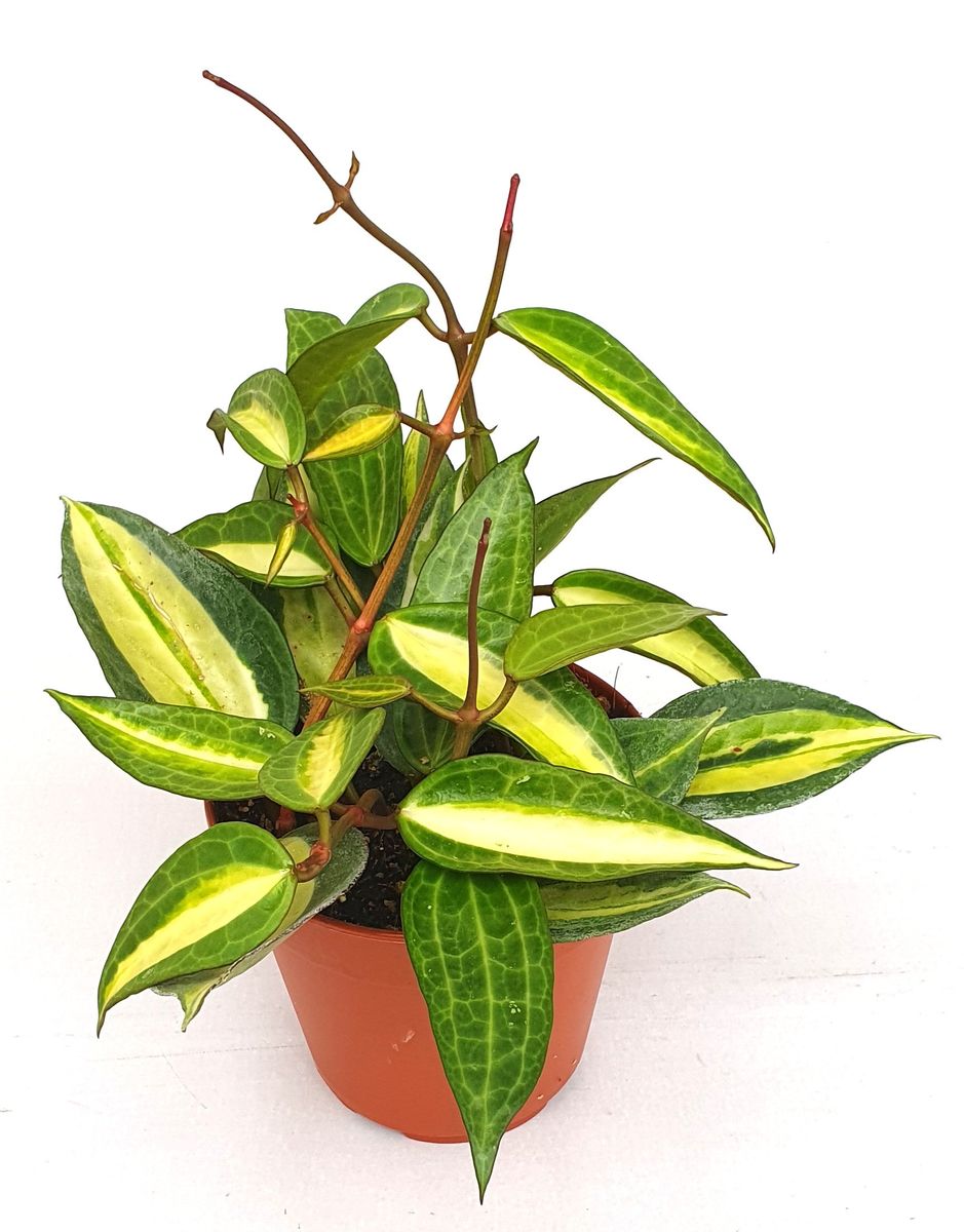 Hoya latifolia 'Pot of Gold' — Atacado de Plantas FlorAccess