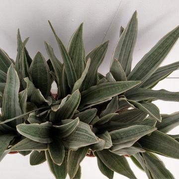 Sansevieria metallica