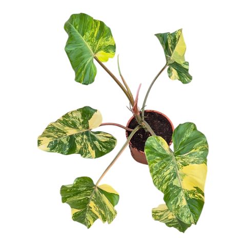 Philodendron x domesticum 'Variegata'