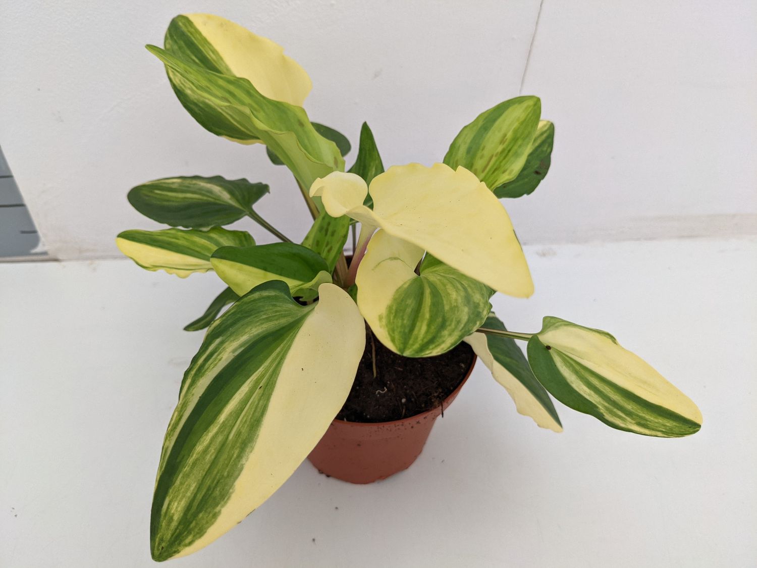 Drimiopsis Maculata Variegata — Plant Wholesale Floraccess 9007