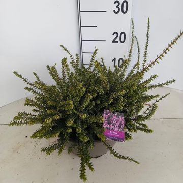 Erica x darleyensis 'Ghost Hills'