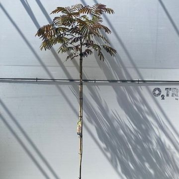 Albizia julibrissin 'Evey's Pride'