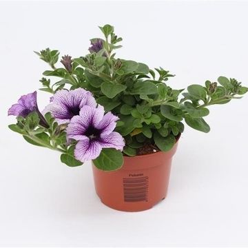 Petunia FAMOUS LILAC VEIN