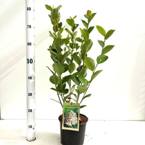 Aronia x prunifolia 'Викинг'