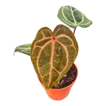 Anthurium DocBlock Anthurium Zara® '29' X Zara® '29'