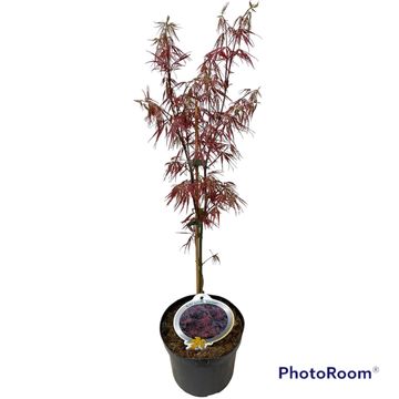 Acer palmatum 'Garnet'