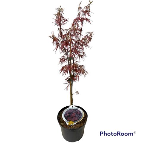 Acer palmatum 'Garnet'