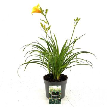 Hemerocallis 'Stella de Oro'