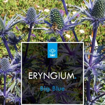 Eryngium x zabelii 'Big Blue'