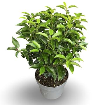 Prunus lusitanica 'Angustifolia'