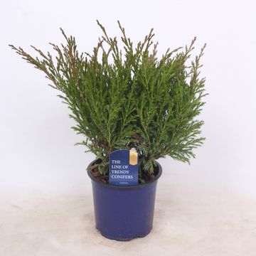 Juniperus horizontalis 'Andorra Compact'