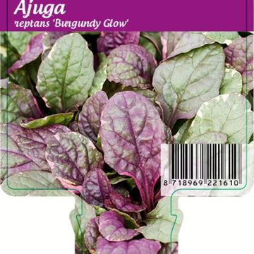 Ajuga reptans 'Burgundy Glow'