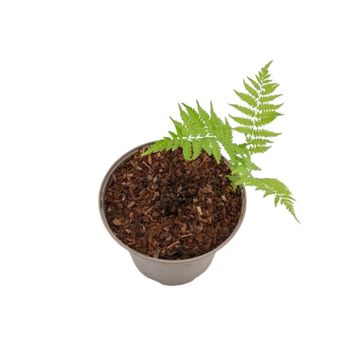 Matteuccia struthiopteris