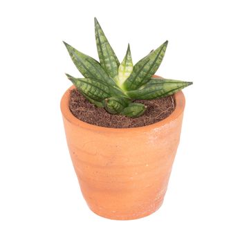 Sansevieria 'Inti Mini No.2'