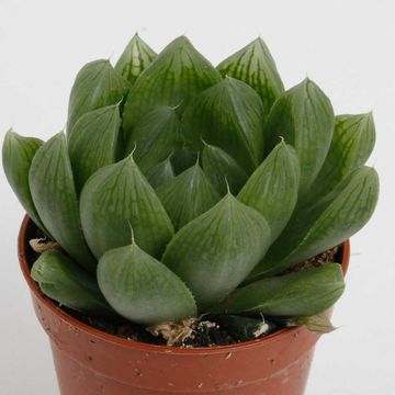 Haworthia cooperi
