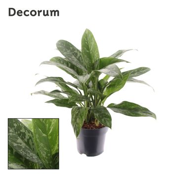 Aglaonema 'Green Lady'