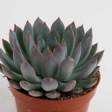 Echeveria 'Pelusida'