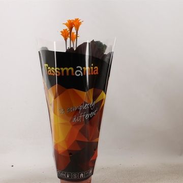 Calathea crocata 'Tassmania'