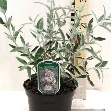 Buddleja SILVER ANNIVERSARY