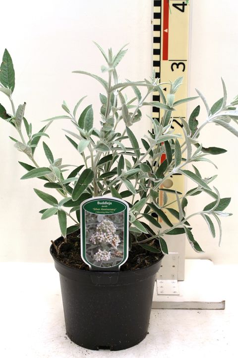 Buddleja SILVER ANNIVERSARY