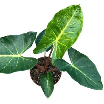 Alocasia 'New Guinea Gold'