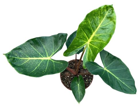 Alocasia 'New Guinea Gold'