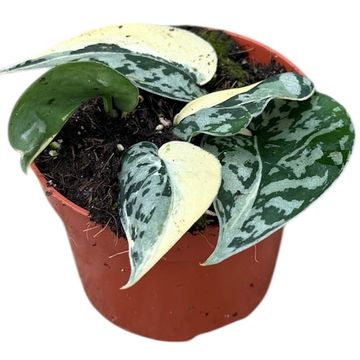 Scindapsus 'Mayari Variegata'